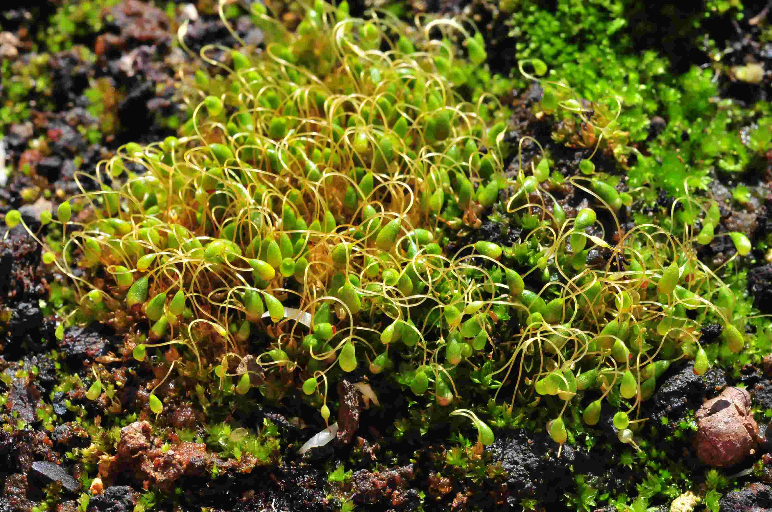 Bryum sp